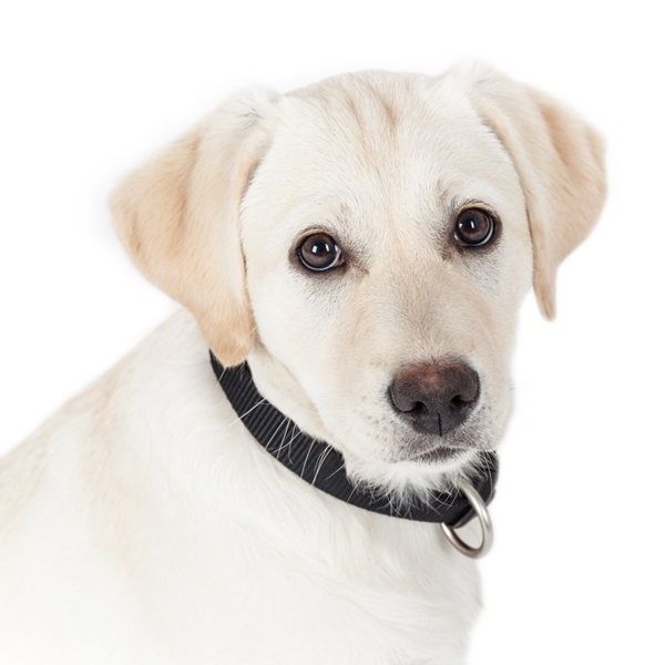 Lena Havengaleriehund